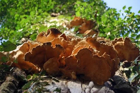Bracket fungi on tree Stock Photos