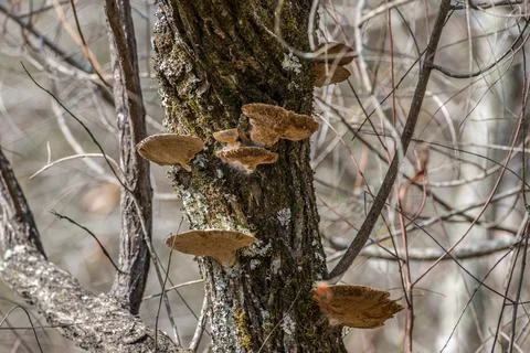 Bracket fungi on a tree Stock Photos