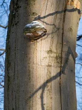Bracket fungus on beech tree Stock Photos