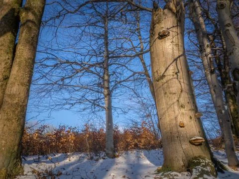 Bracket fungus on beech tree Stock Photos