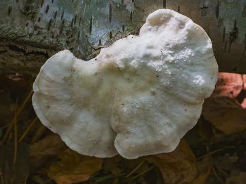 Bracket fungus on birch tree trunk in forest Stock Photos