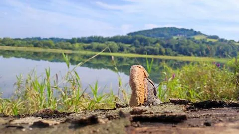 Bracket Fungus on Fallen Tree by a Tranquil Lake Stockfoto's