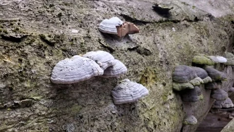 Bracket Fungus on a fallen tree trunk in a North American forest 動画素材 130543946
