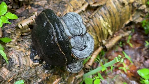 Bracket Fungus Growing on Fallen Birch Tree in New Jersey Forest Stock Footage 340566639