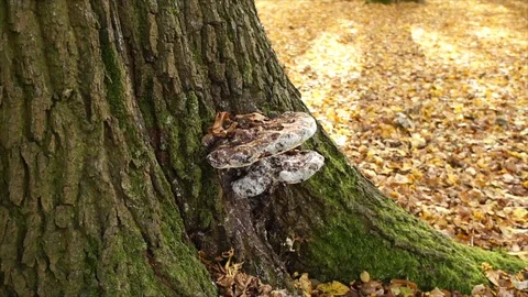 Bracket Fungus growing out of Tree. Large polypore Stock Footage 109679927
