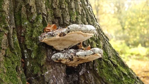 Bracket Fungus growing out of Tree. Large polypore Stock Footage 109679978