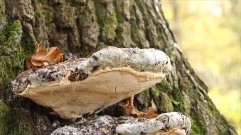 Bracket Fungus growing out of Tree. Large polypore Stock Footage 109680028