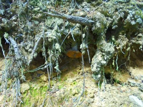 Bracket fungus growing upside down beneath exposed tree roots on forest slope Stock Photos