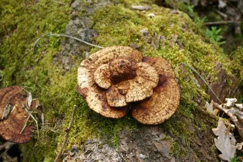 Bracket fungus on log Stock Photos