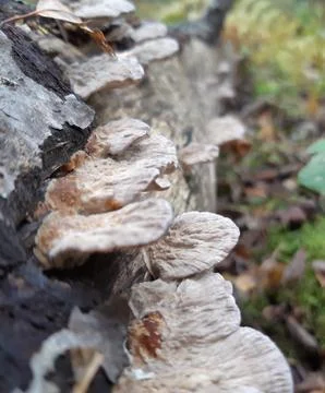 Bracket Fungus macro on a Tree Trunk Stock Photos