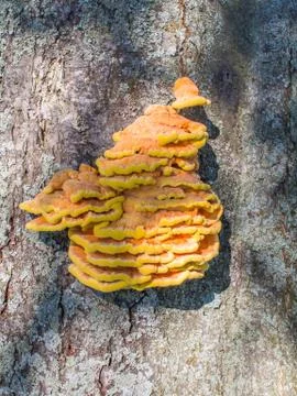 Bracket fungus Stock Photos