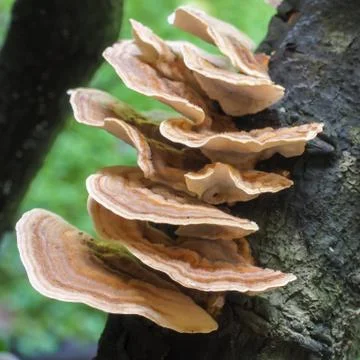 Bracket Fungus Stock Photos