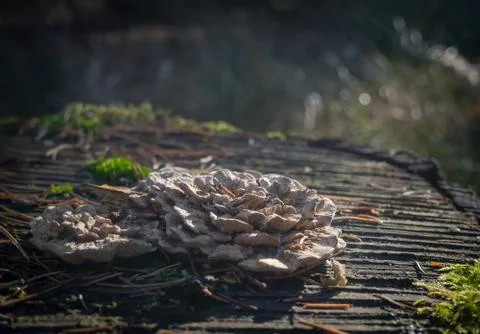 Bracket Fungus Stock Photos
