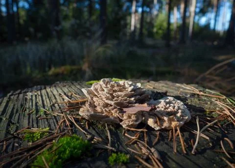 Bracket Fungus Stock Photos