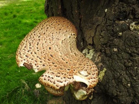 Bracket fungus Stock Photos