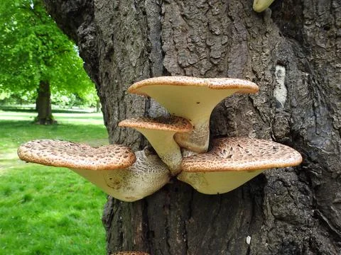 Bracket fungus Stock Photos
