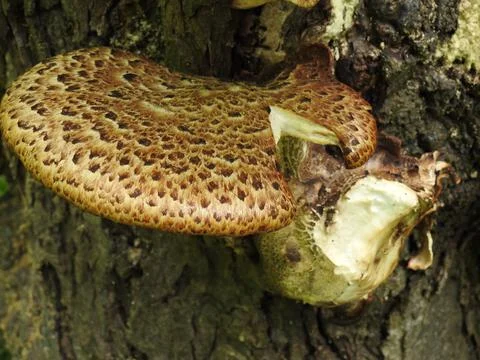 Bracket fungus Stock Photos