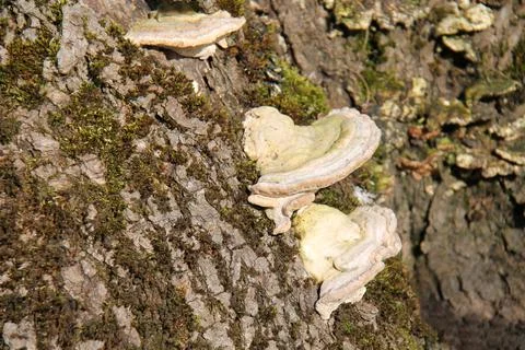 Bracket Fungus. Stock Photos