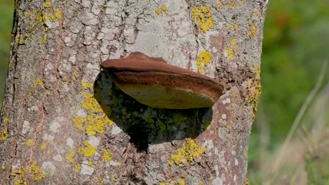 Bracket Fungus Polypore on Tree 스톡 동영상 320492923