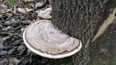 Bracket fungus on tree Stock Photos