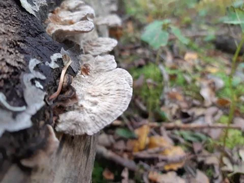 Bracket Fungus on a Tree Trunk Stock Photos