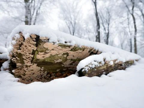 Bracket fungus on trunk of beech tree covered in snow Stock Photos
