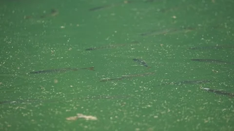 Brackish pond with flies and insects flying over it and small fish near the Stock Footage 345619948
