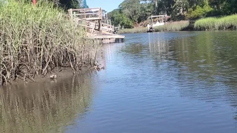 Brackish River Stock Footage 166121761