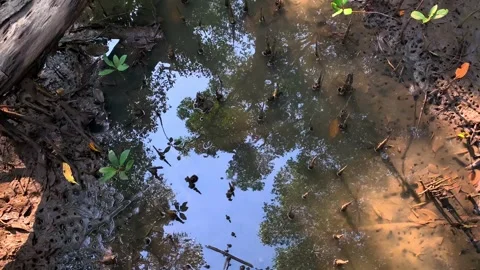 Brackish water at the mangrove forests. Stock Footage 242208856