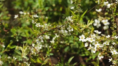 Bradford Pear Stock Footage 51892571