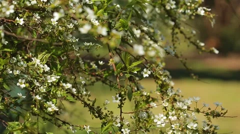 Bradford Pear Stock Footage 51895182