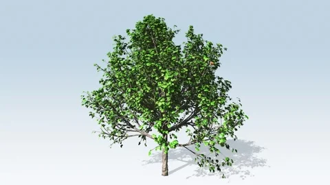 Bradford pear tree Stock Footage 296484029