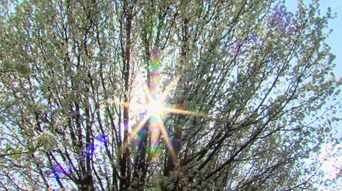 Bradford Pear Tree in Spring Video stock 37780524