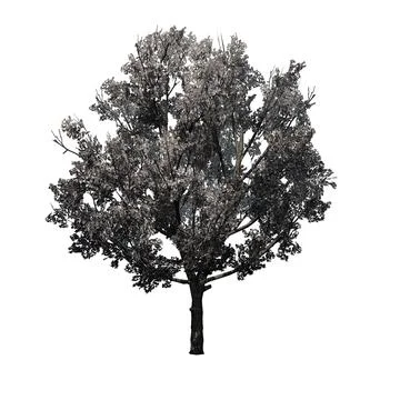 Bradford Pear Tree in the spring - isolated on white background Stock Illustration