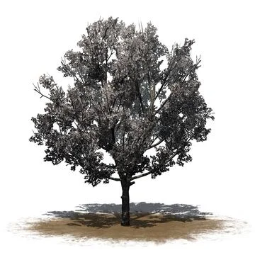 Bradford Pear Tree in the spring on a sand area 스톡 일러스트