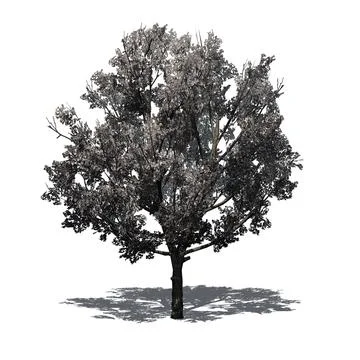 Bradford Pear Tree in the spring with shadow on the floor Illustrazione stock