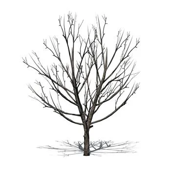 Bradford Pear Tree in the winter with shadow on the floor Illustrazione stock