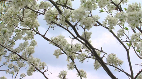 Bradford Pears Tree blooms Video stock 37779861