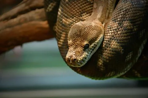 Bradley Rhombic Python (Latin. Morelia bredli) 写真素材