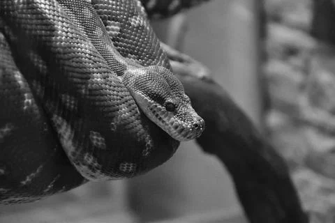 Bradley Rhombic Python (Latin. Morelia bredli) 스톡 사진