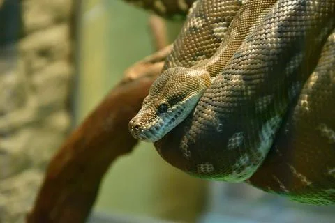 Bradley Rhombic Python (Latin. Morelia bredli) Photos