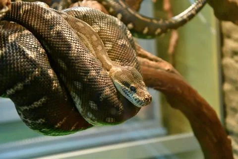 Bradley Rhombic Python (Latin. Morelia bredli) 写真素材