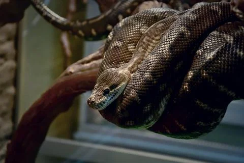 Bradley Rhombic Python (Latin. Morelia bredli) 스톡 사진
