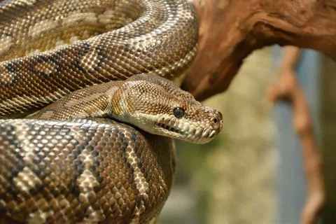 Bradley Rhombic Python (Latin. Morelia bredli) 写真素材