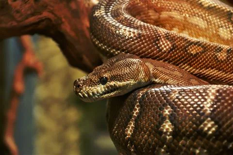 Bradley Rhombic Python (Latin. Morelia bredli) Foto stock