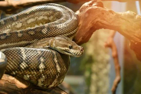 Bradley Rhombic Python (Latin. Morelia bredli) 스톡 사진