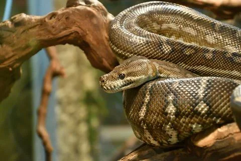 Bradley Rhombic Python (Latin. Morelia bredli) Stock Photos
