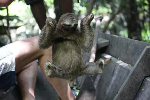 Bradypus in Amazon Stock Photos