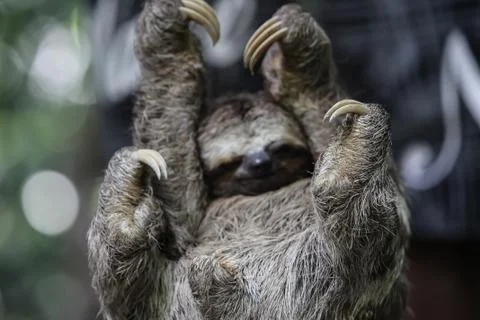 Bradypus Stock Photos