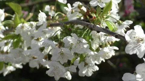 Braeburn Apple Blossom Stock Footage 50309723